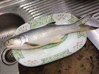 豉油皇蒸马友鱼的做法步骤1