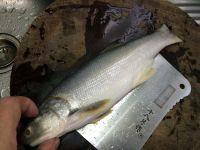 豉油皇蒸马友鱼的做法步骤3