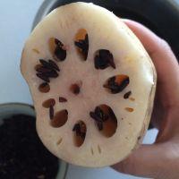 冰糖墨米藕的做法步骤4