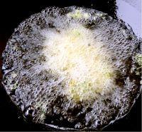 茴味留香珍珠丸的做法步骤13