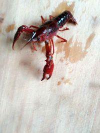 紫苏小龙虾的做法步骤1