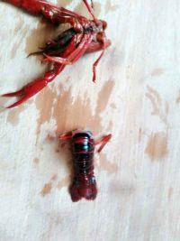 紫苏小龙虾的做法步骤2