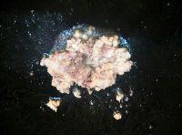 花蕾肉末煎鸡蛋的做法步骤2