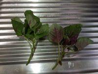 皮蛋苋菜汤的做法步骤1