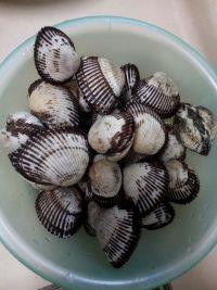 菠菜拌毛蛤蜊的做法步骤1